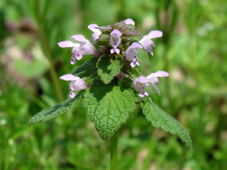 Lamium purpureum